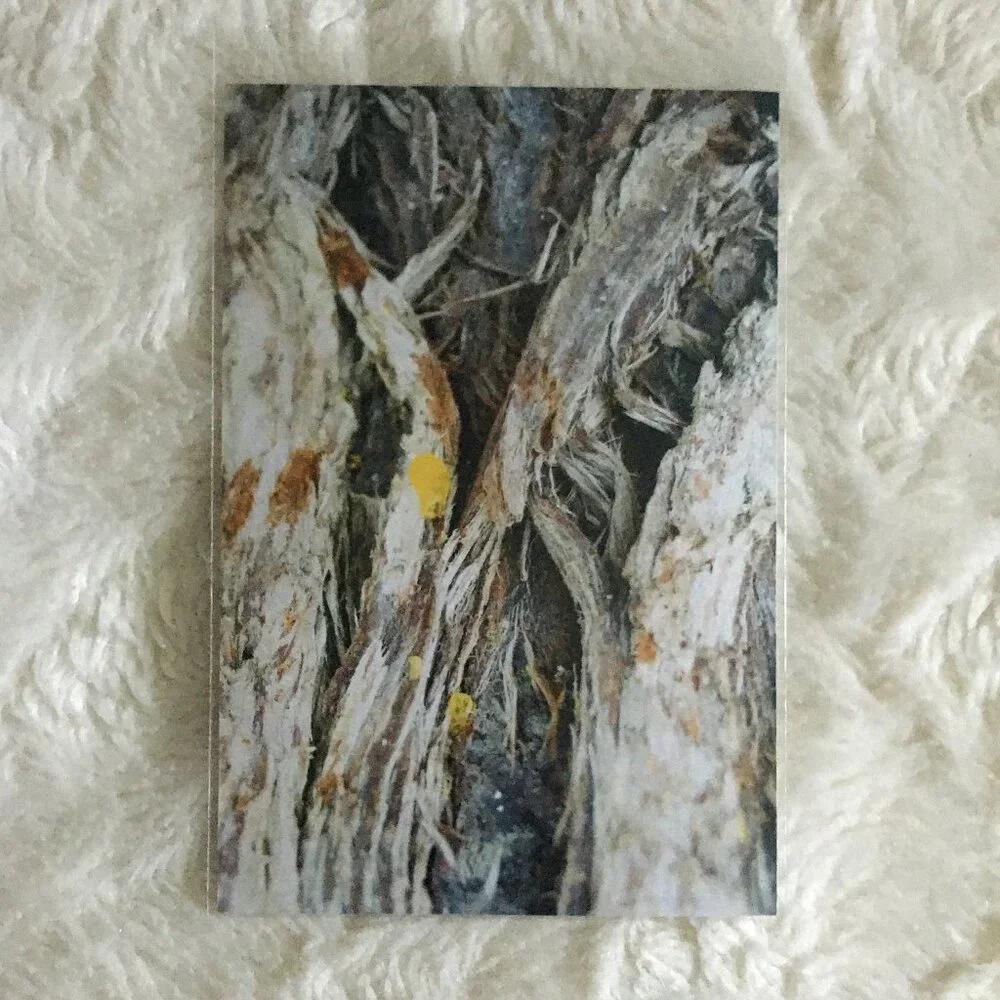 Set of 4 Original Canadian Winter Photographs Nature Bark Twigs River Macro Art - Picture 2 of 7